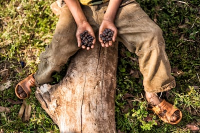Naturally dried forest coffee south-west Ethiopia. Photo: Royal Botanic Gardens Kew