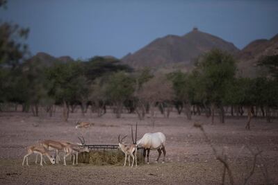 Arabian Oryx on Sir Bani Yas Island, off the coast of Abu Dhabi. Silvia Razgova / The National