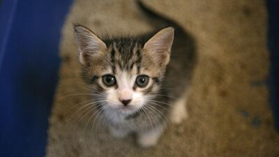 Readers call for enforcement of animal protection laws. Fatima Al Marzouqi / The National