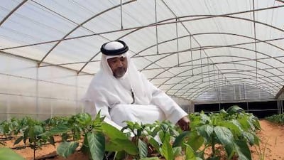 Salem Sulaiem Khamis is the owner and farmer of this green house capsicum farm in Al Rahba area near Abu Dhabi. Ravindranath K / The National