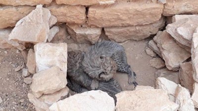 Rescued cubs are found suffering from malnutrition and dehydration. Cheetah Conservation Fund