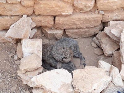 Rescued cubs are found suffering from malnutrition and dehydration. Cheetah Conservation Fund