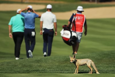 A desert fox is seen at Abu Dhabi HSBC Championship presented by EGA. Getty