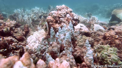 Bleached coral in the Arabian Gulf. Courtesy: Noura Al Mansoori