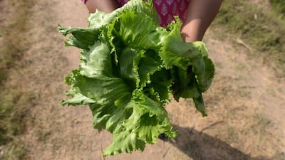 A farmer holds lettuce grown chemical free at the Sardar Patel organic farm near Kathwada village. Sam Panthaky / AFP
