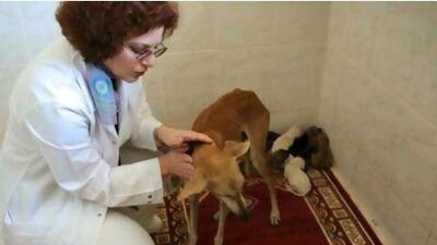 Margit Muller, the director of the Abu Dhabi Falcon Hospital, said she feared the incident could be repeated if the killers were not caught.