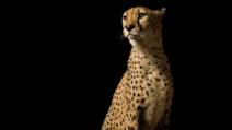 'Fahad': The Arabic word for cheetah conveys speed and quiet authority
