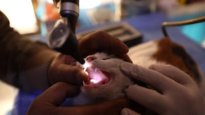 It also gets its teeth checked at Ernesto's Cat Sanctuary. AFP
