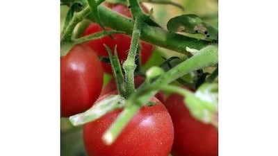 She also uses the compost in her garden, where wild tomatoes are growing. Delores Johnson / The National