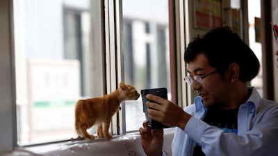A man takes a picture of a cat in a train cat cafe, held on a local train to bring awareness to the culling of stray cats. Kim Kyung-Hoon / Reuters