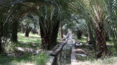 View of the Al Ain Oasis in Al Mutawaa area in Al Ain. Pawan Singh / The National