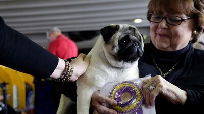 Biggie the pug with owner Carolyn Koch. Photo: AP