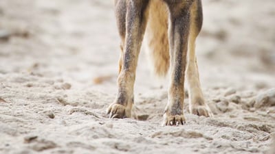 The Arabian red fox (Vulpes vulpes arabica) is a common but elusive subspecies of the European red fox. Courtesy Rob Gubiani