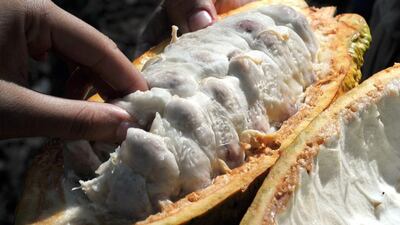 A ripe cocoa fruit is harvested at a Juanjui farm in the San Martin region in northern Peru. Cris Bouroncle / AFP