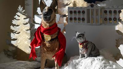 Commander sports a red scarf while decorators decked out Willow the cat with a festive red bow. AFP