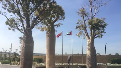 There are four baobab trees at Al Seef and three in Jumeirah. Photo: Cycad Enterprises