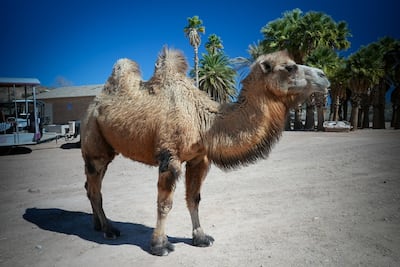 A two-humped Bactrian camel near Mesquite, Nevada. Joshua Longmore / The National