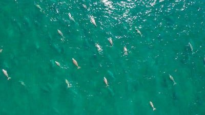 A herd of dugongs moving about the waters of the western region, Abu Dhabi. Photo: Abu Dhabi Marine Conservation Group