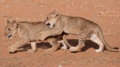 Dana and Laith are the names of the new lion cubs at Al Ain Wildlife Park and Resort. The park had invited visitors to suggest names for the cubs, who were born in October.