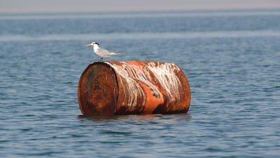 A lesser crested tern in Al Mirfa.