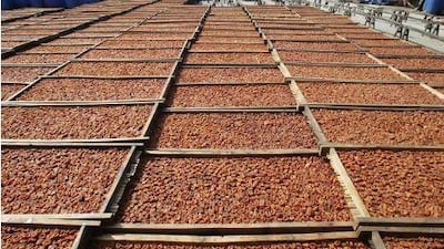 An overabundance of apricots figures prominently in Rebecca Solnit's magnificent new book The Faraway Nearby. Reuters / Kham