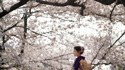A visitor wearing a traditional Japanese kimono strolls under the cherry blossoms in Tokyo. Eugene Hoshiko / AP Photo