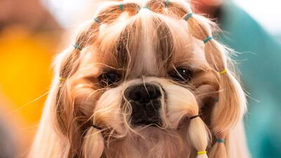 Becky with the good hair: A dog is prepared before participating on February 10, 2020 in New York City. Over 200 breeds and varieties of dogs compete in the show. AFP