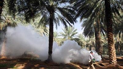 A member of a mosquito control team uses thermal fogging to kill larvae at a farm at Al Ain.