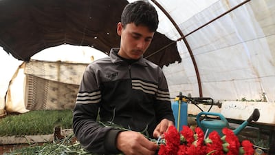 A display of red carnations is created by an employee at Abu Ahmad's flower growing business in Idlib, Syria. AFP
