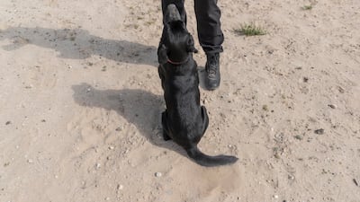 First Corporal Ali Alsebeyi trains Sheba, a Labrador that will help locate dead bodies