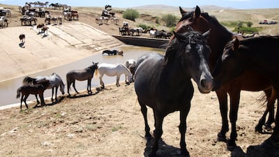 Wild horses on the Kruzi plateau near Livno, Bosnia and Herzegovina, drink water brought by residents as prolonged drought and high temperatures have dried up natural watering holes. Reuters