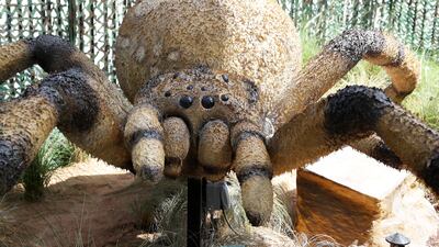 Various types of spiders