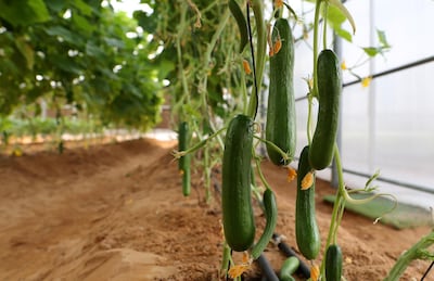 Cucumbers growing insides Emirates Bio Farm's vegetable garden Pawan Singh / The National