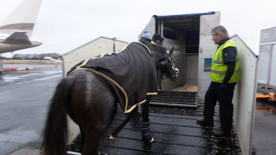 A horse prepares to enter its mobile jet stall, before being loaded on to the plane.