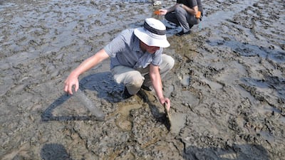 Researches study the salt flats off the coast of Abu Dhabi. Courtesy Dr Angela Sherry