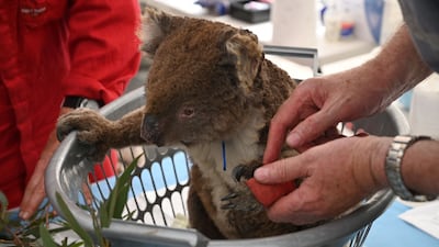 An injured koala is looked at by a vet after it was treated for burns at a makeshift field hospital on Kangaroo Island, Australia. AFP