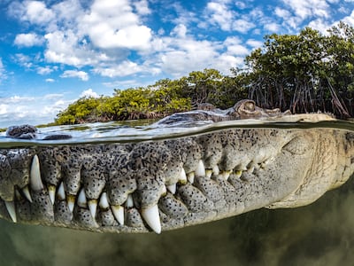 Overall Winner, Tanya Houppermans, Cuba. Photo: Tanya Houppermans / Mangrove Photography Awards
