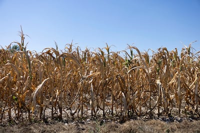 Dry cornfields in Austria. Reuters