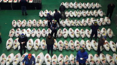 Wholesalers check the quality of frozen tuna on display at the Toyosu fish market in Tokyo, Japan. Reuters