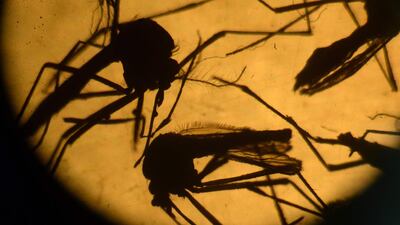 Temperature and rainfall affect the breeding and survival rates of mosquitoes, which spread diseases such as dengue. AFP