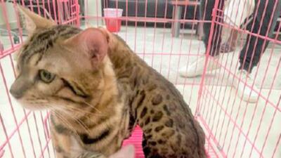 The drive against illegal trafficking of wildlife led to the seizure of 29 big cats.