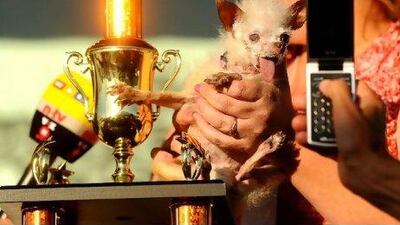 A 14-year-old Chinese Crested and Chihuahua mix, Yoda greets fans following her victory at the 2011 World's Ugliest Dog Contest on June 24, 2011, in California.