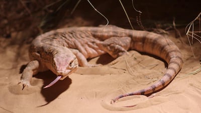 Desert Monitor, as seen in new Discovery documentary Wild Dubai. Discovery