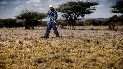 Another wave is about to take to the skies despite the concerted use of pesticides.