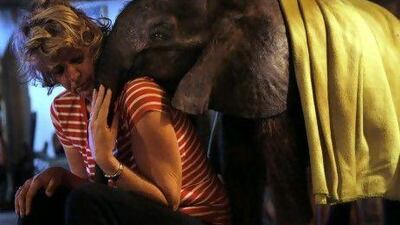 Orphaned elephant calf Moses cuddles with his adoptive ‘mother’, Jenny Webb, at their home in Lilongwe, Malawi.