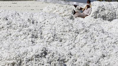 Workers push harvested cotton after unloading it from a supply truck at a cotton processing unit in Kadi town in the western Indian state of Gujarat. Amit Dave / Reuters