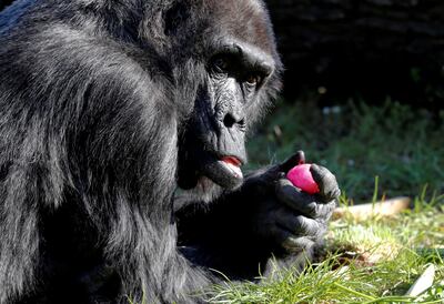 The pandemic is threatening the survival of some zoos, such as Neumunster Zoo in Germany. Reuters