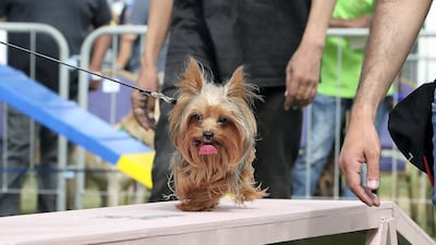 One of the dogs taking part in the dog show at the Abu Dhabi Pet Festival held at du Arena on Yas Island in Abu Dhabi, UAE, on April 13, 2018. Pawan Singh / The National