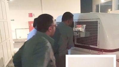 A lion was reported on the loose in Dubai’s Al Barsha neighbourhood on Thursday evening. The lion is believed to have escaped from its owner’s home in the area. Courtesy Dubai Municipality