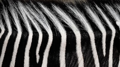 A close-up of a zebra.